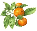 Bergamot aromatický olej