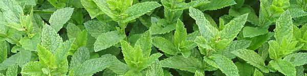 Mentha piperita - Máta