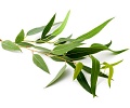 Eukalyptus olej