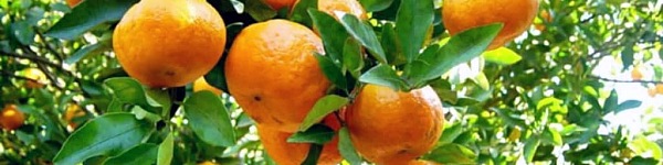 ovoce bergamot